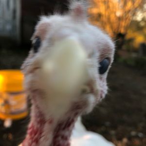 Meet your Posher, Rowan